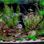 These 7 Prettiest Fish for Freshwater Aquariums Will Catch Your Fancy